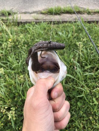 淀川記録更新！