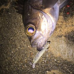 プラッキングシーズン！