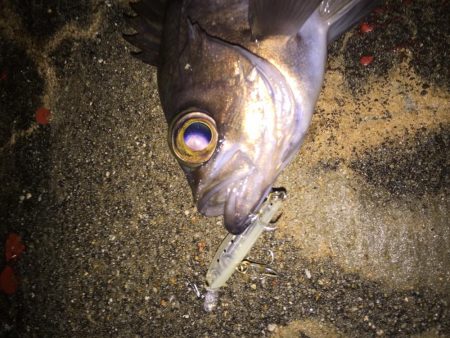 プラッキングシーズン！