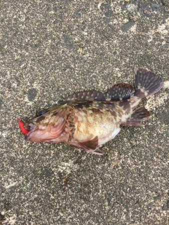 やっぱり穴たが好き