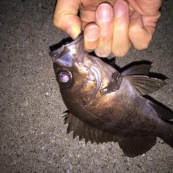 月明かりメバリング