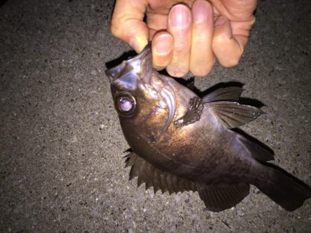 月明かりメバリング