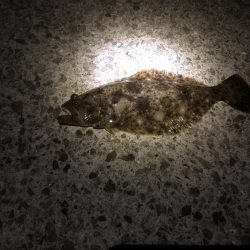 12時過ぎから上潮狙いも釣果あがらず…