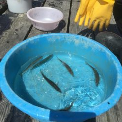 ウチノ海イカダでサビキ釣り