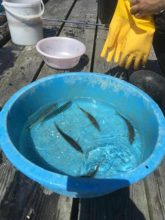 ウチノ海イカダでサビキ釣り