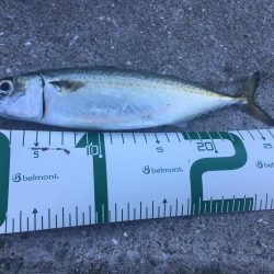 春サバ回遊継続中