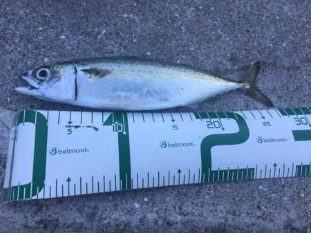 春サバ回遊継続中