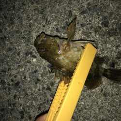 アジングのはずがガッシング(笑)