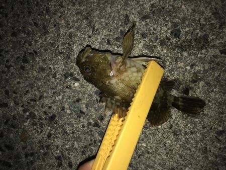 アジングのはずがガッシング(笑)