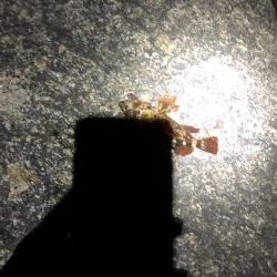 フロート虫ヘッド