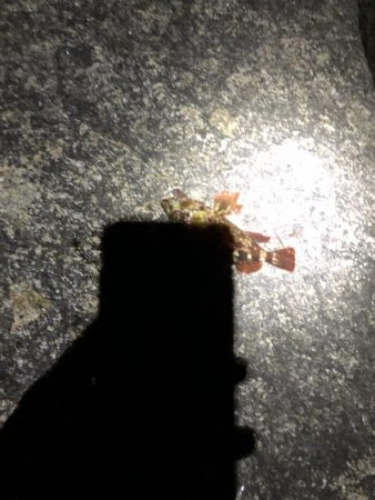 フロート虫ヘッド