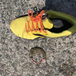 花見カレイ前線  1分咲き