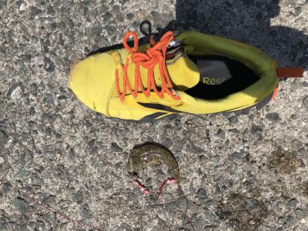 花見カレイ前線  1分咲き