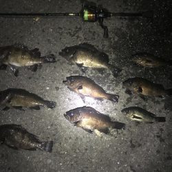 初場所 目標に届かず