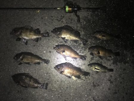 初場所 目標に届かず