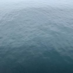 サゴシカッター