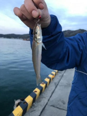 アジング釣れない