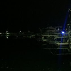 メバルの煮付けが食べたくて！