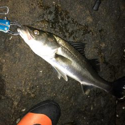 アジングのはずが…