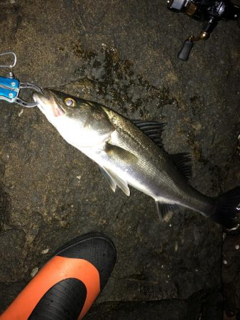 アジングのはずが…