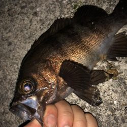 メバリングフィーバー!