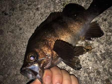 メバリングフィーバー!