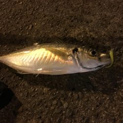 和歌山で尺アジ