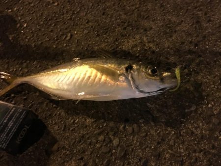 和歌山で尺アジ