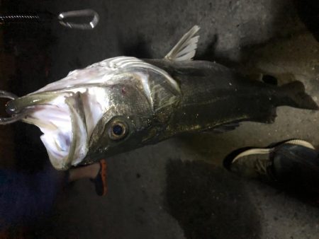 バチ抜け狙いで