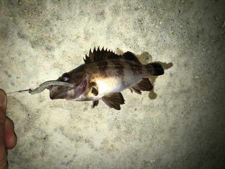 小ぶりになったメバル