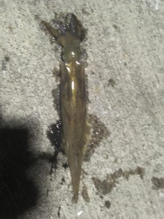 ラストヤリイカ