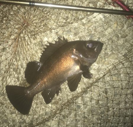 メバル・ガシラ