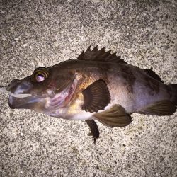 快釣メバリング