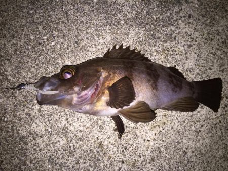 快釣メバリング