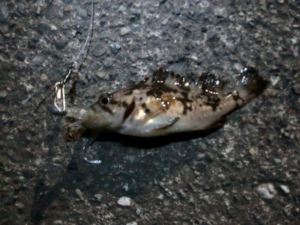 サイズが・・・