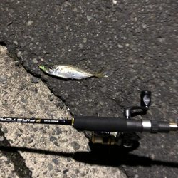 ナイトアジング