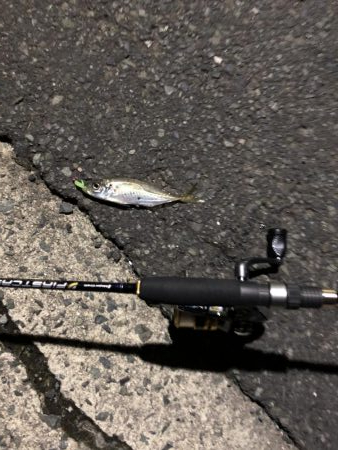 ナイトアジング