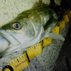 常連さんのいうとおり