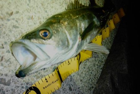 常連さんのいうとおり