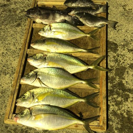 きらがわ漁場にてシマアジ釣り