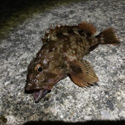 慣れない夜釣り