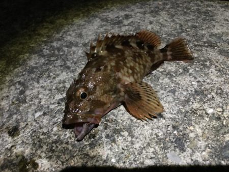 慣れない夜釣り