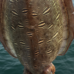 エイリアン襲来