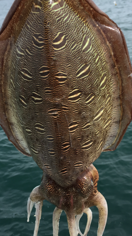 エイリアン襲来