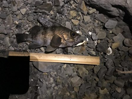 爆風 メバリング