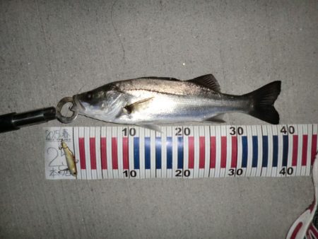 シーバスフィッシング