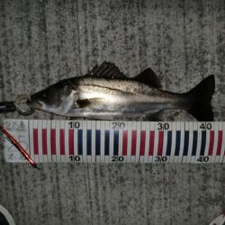 バチパターンでした。