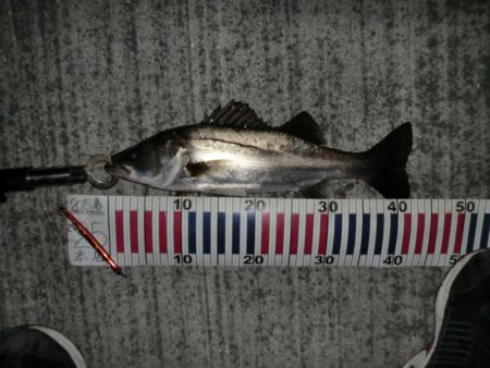 バチパターンでした。