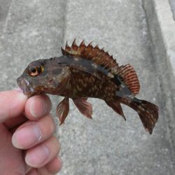 ファミリーフィッシングの爆春には程遠い