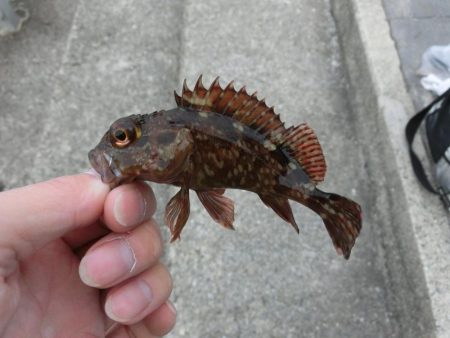 ファミリーフィッシングの爆春には程遠い